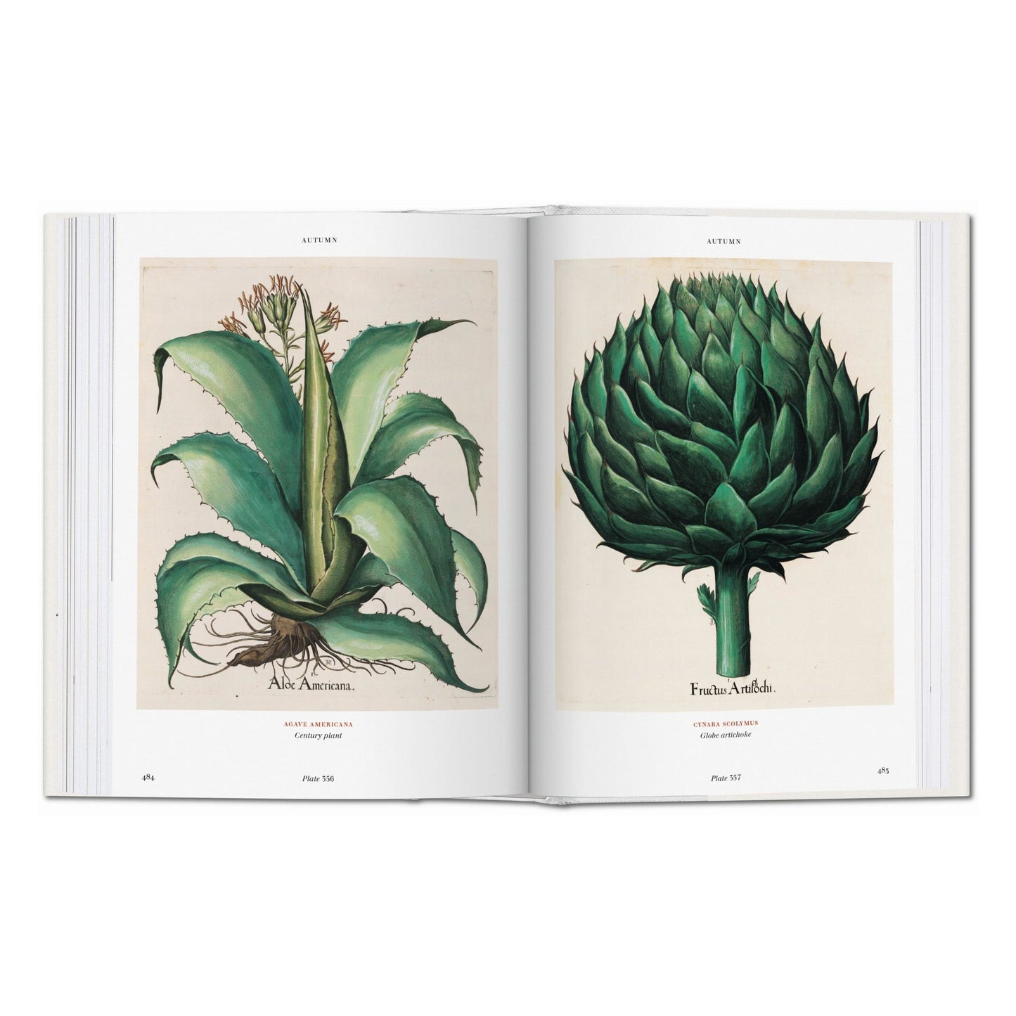 Basilius Besler. L'Herbier. Hortus Eystettensis (French)