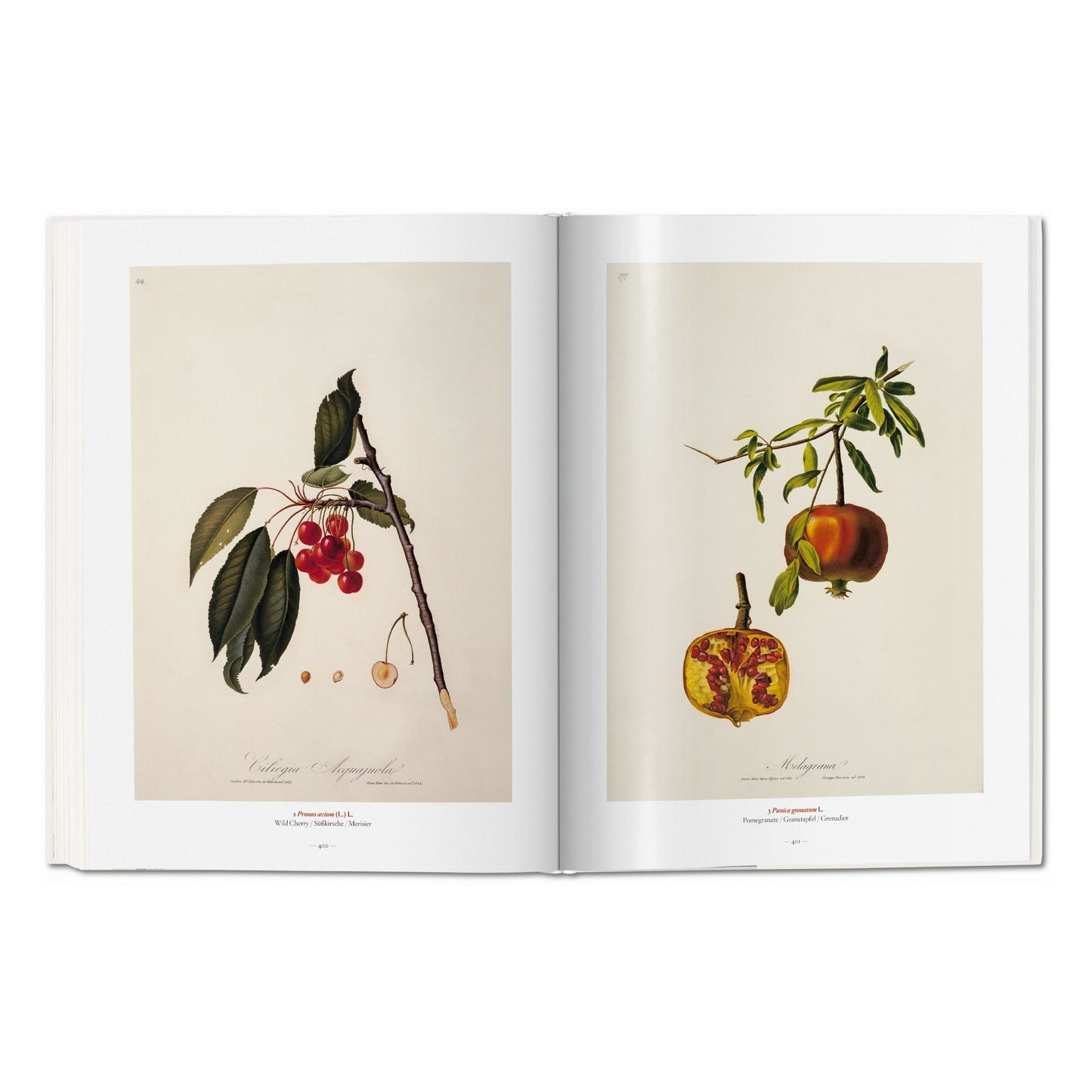 A Garden Eden. Masterpieces of Botanical Illustration (Spanish, English, Italian)