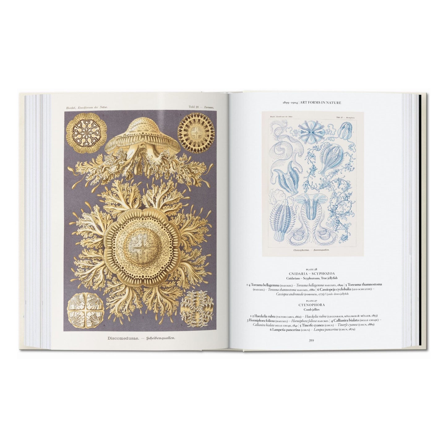 Ernst Haeckel. Kunst und Wissenschaft. 45th Ed. (German)