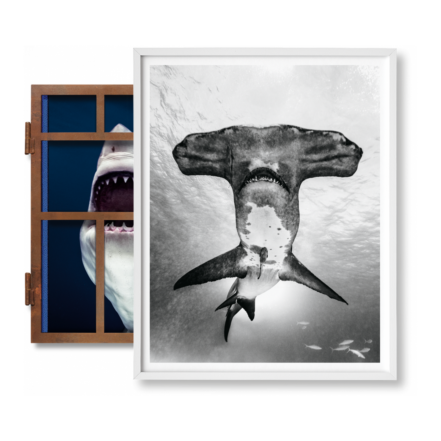 Michael Muller. Sharks, Art Edition No. 101–200 ‘Under Study’ (English)