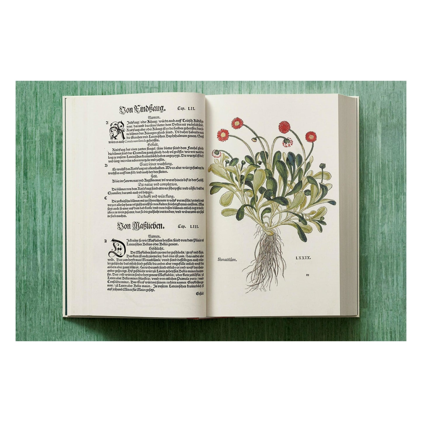 Leonhart Fuchs. Le Nouvel Herbier (French)
