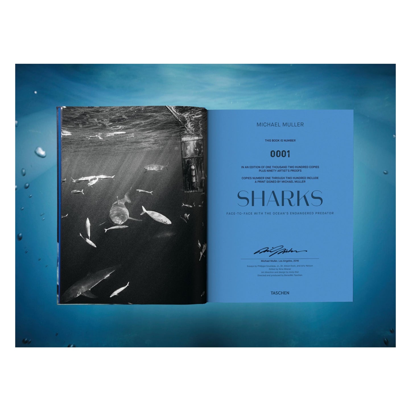 Michael Muller. Sharks (English) (SA)