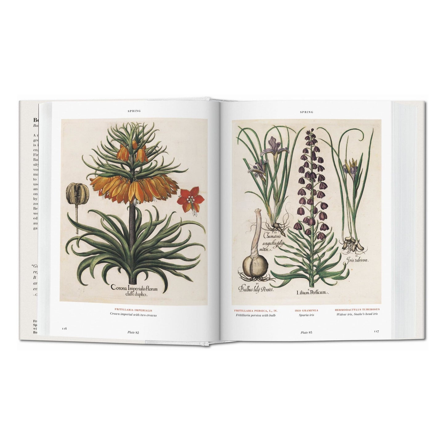 Basilius Besler. L'Herbier. Hortus Eystettensis (French)