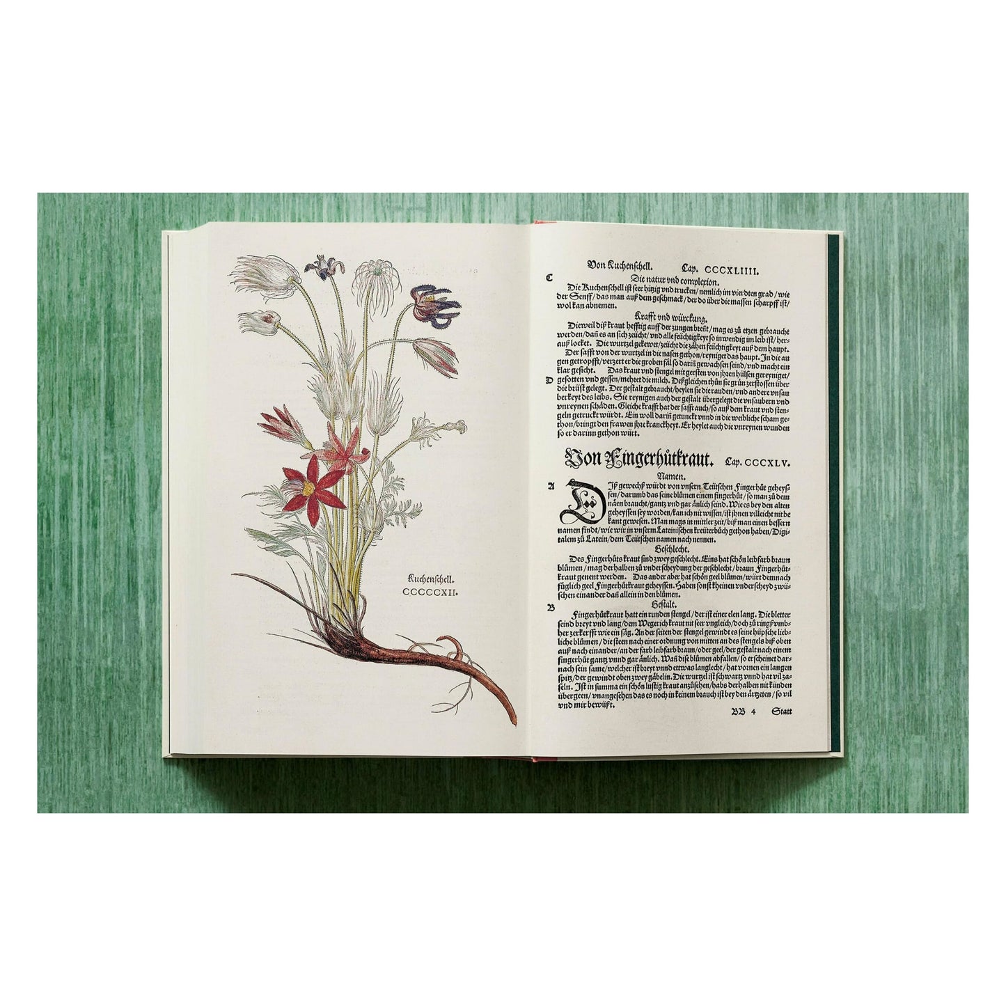 Leonhart Fuchs. Le Nouvel Herbier (French)