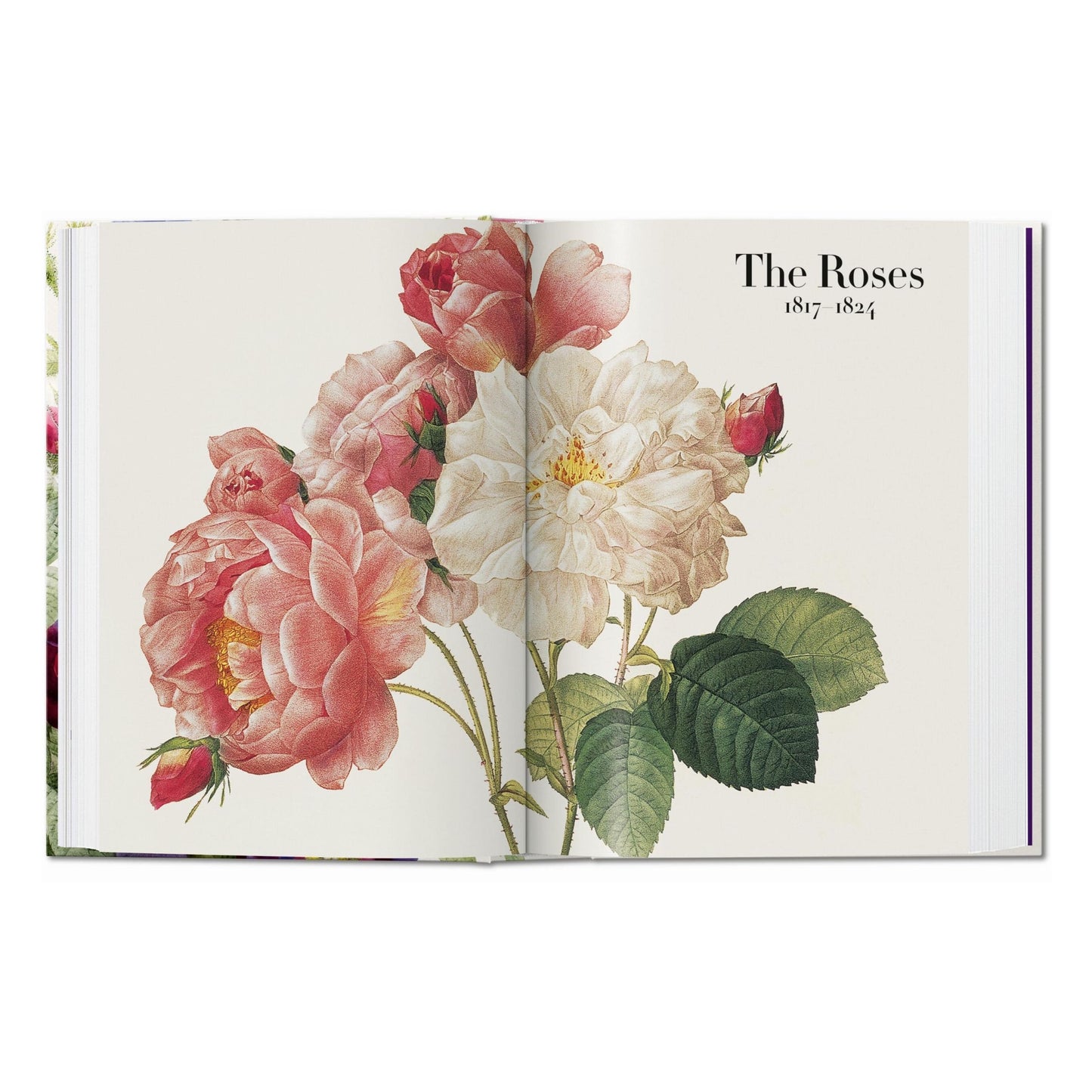 Redouté. El libro de las flores. 45th Ed. (Spanish, English, Italian)