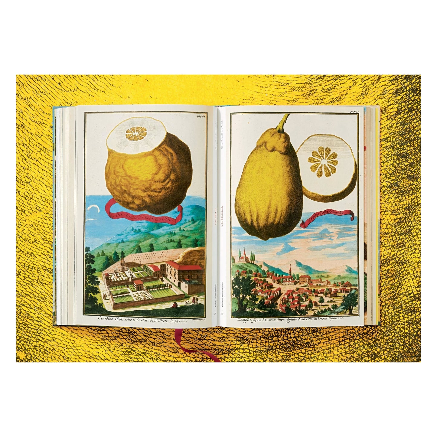 J. C. Volkamer. The Book of Citrus Fruits (German, French, English)