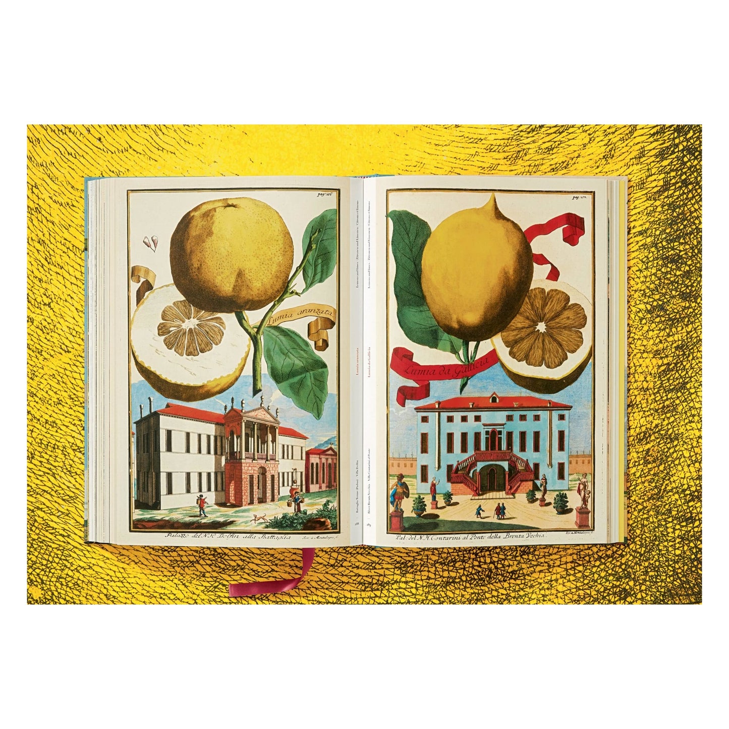 J. C. Volkamer. The Book of Citrus Fruits (German, French, English)