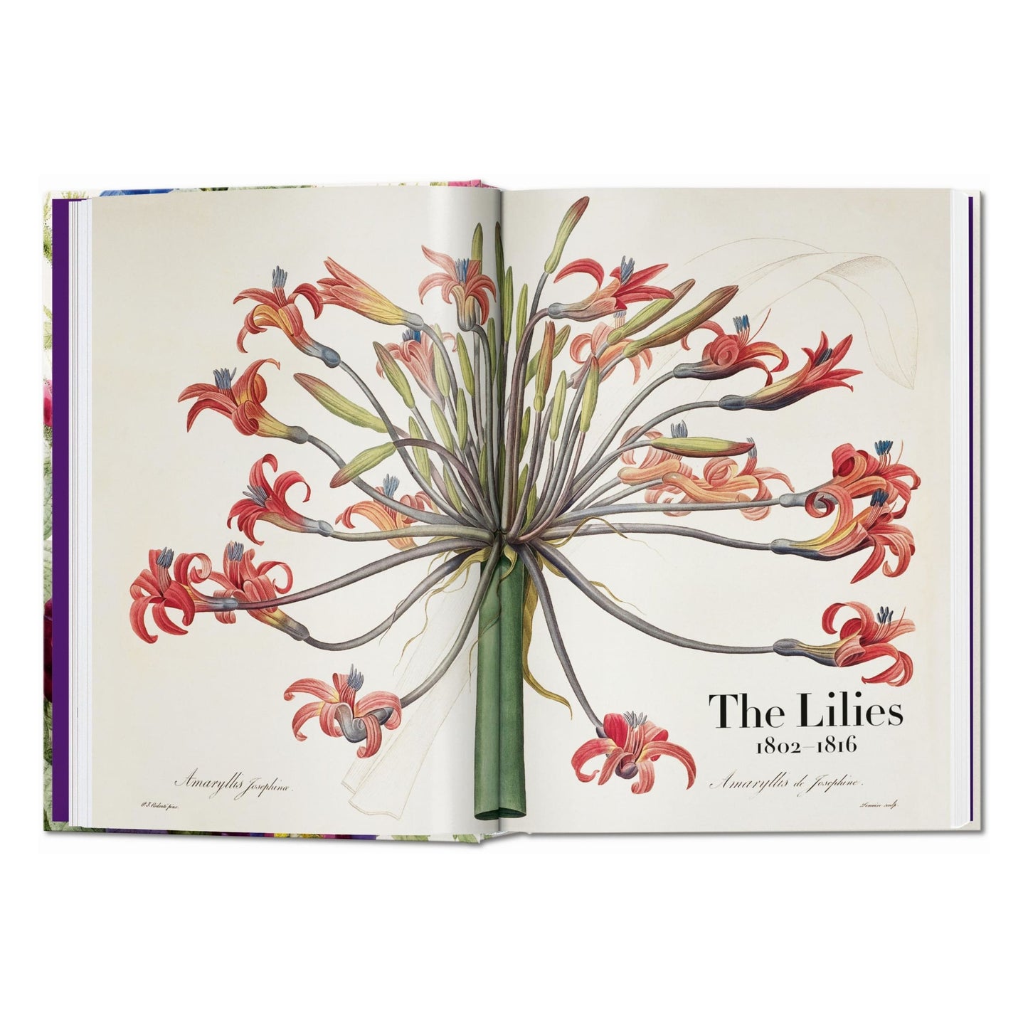 Redouté. El libro de las flores. 45th Ed. (Spanish, English, Italian)