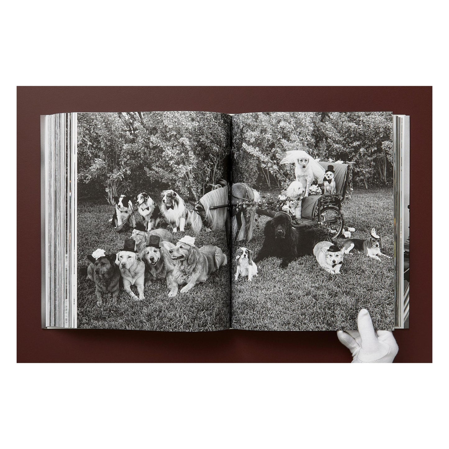 Bruce Weber. The Golden Retriever Photographic Society. Art Edition No. 101–200 ‘Hud, New York City, 2011’ (German, French, English)