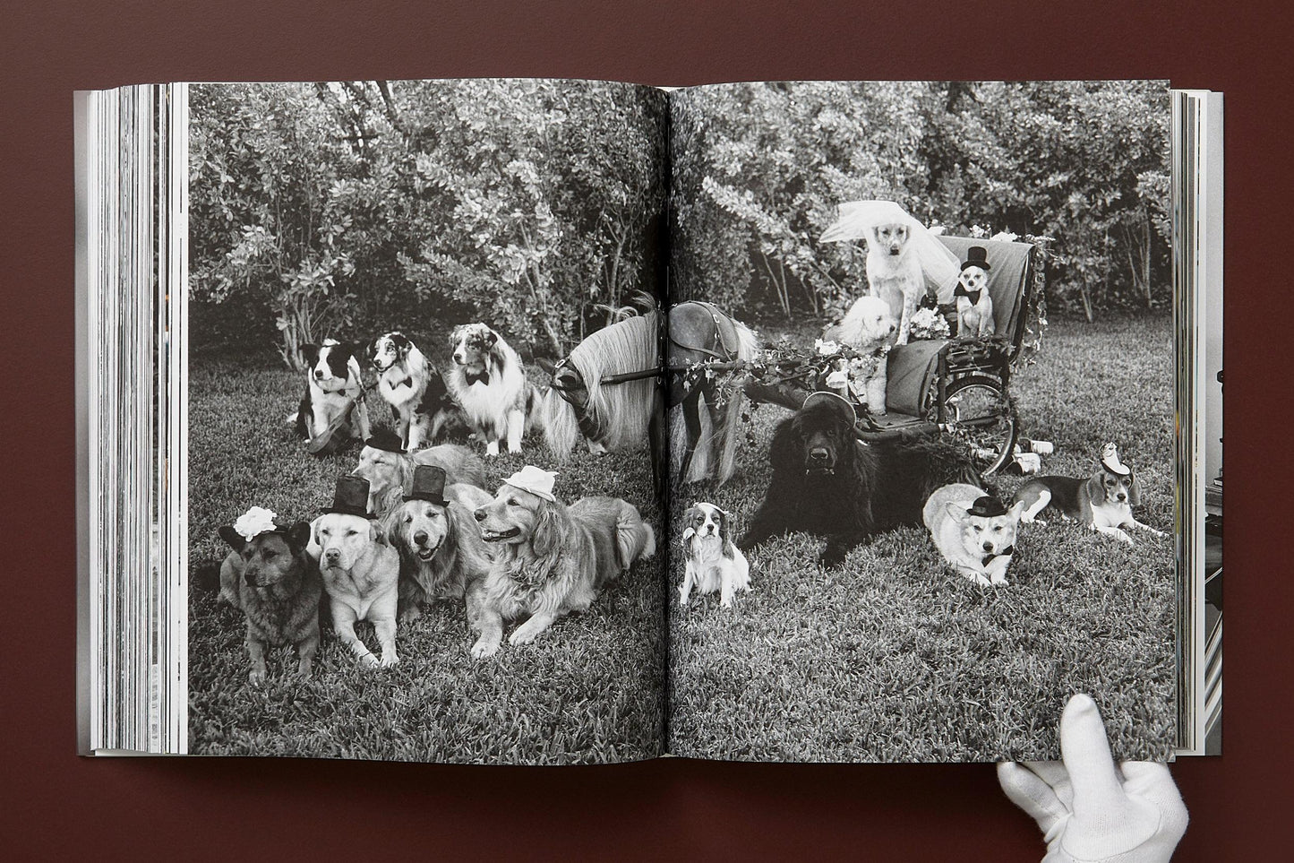 Bruce Weber. The Golden Retriever Photographic Society. Art Edition No. 1–100 ‘Little Bear Ranch, Montana, 1996’ (German, French, English) (AP)