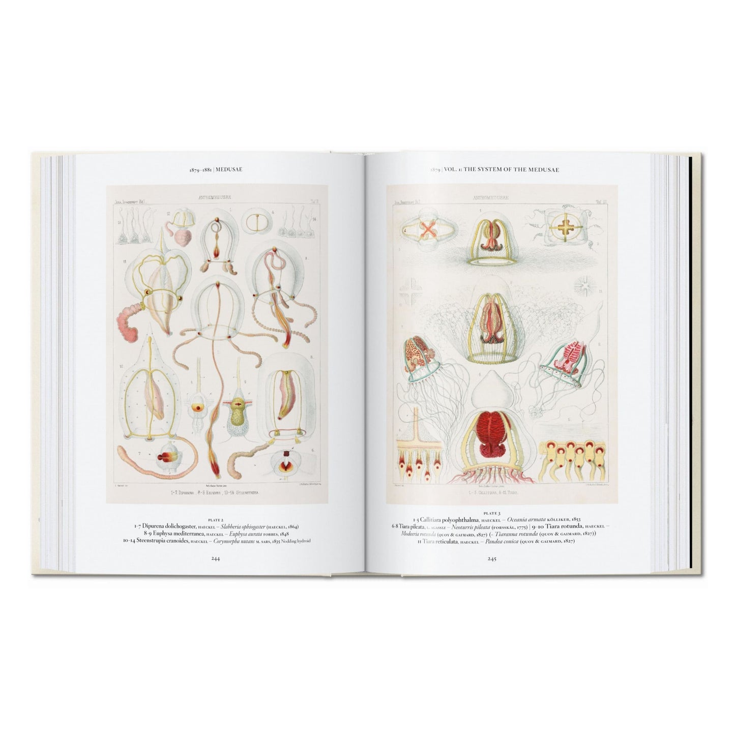 Ernst Haeckel. Kunst und Wissenschaft. 45th Ed. (German)