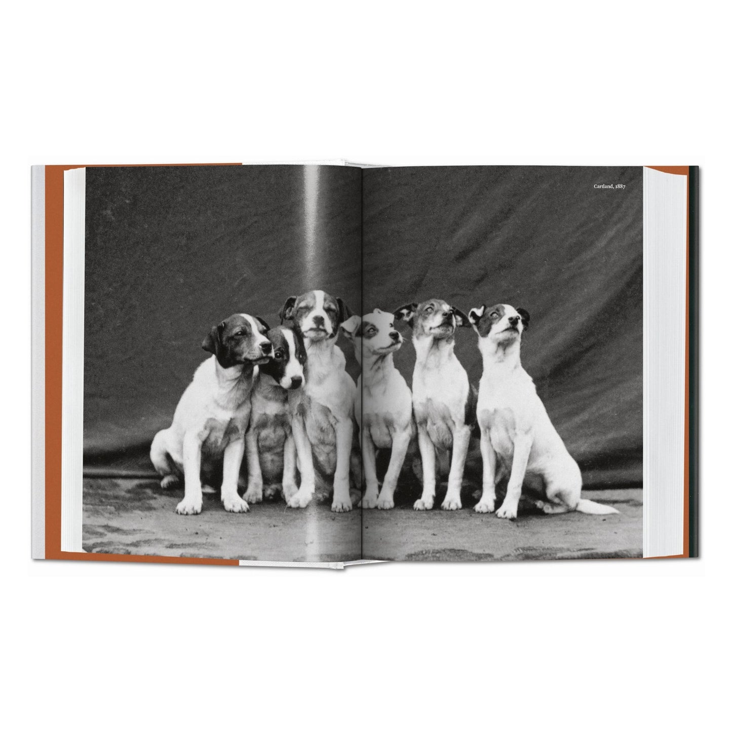 The Dog in Photography 1839–Today (German, French, English)