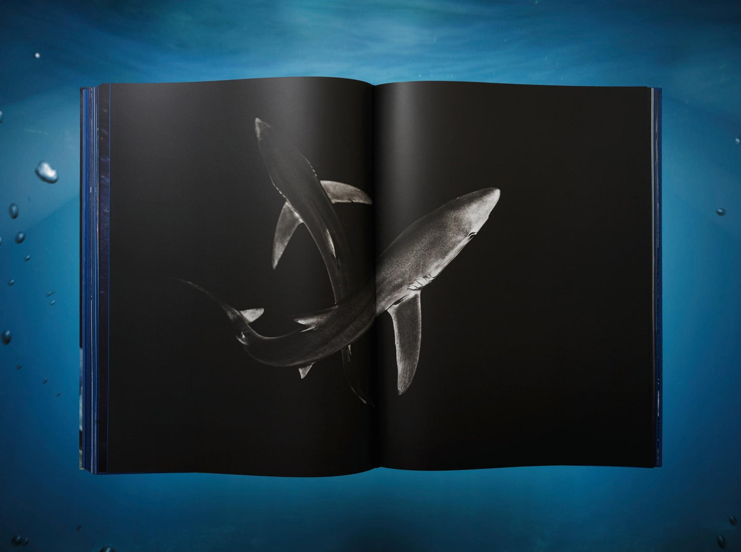 Michael Muller. Sharks, Art Edition No. 101–200 ‘Under Study’ (English)