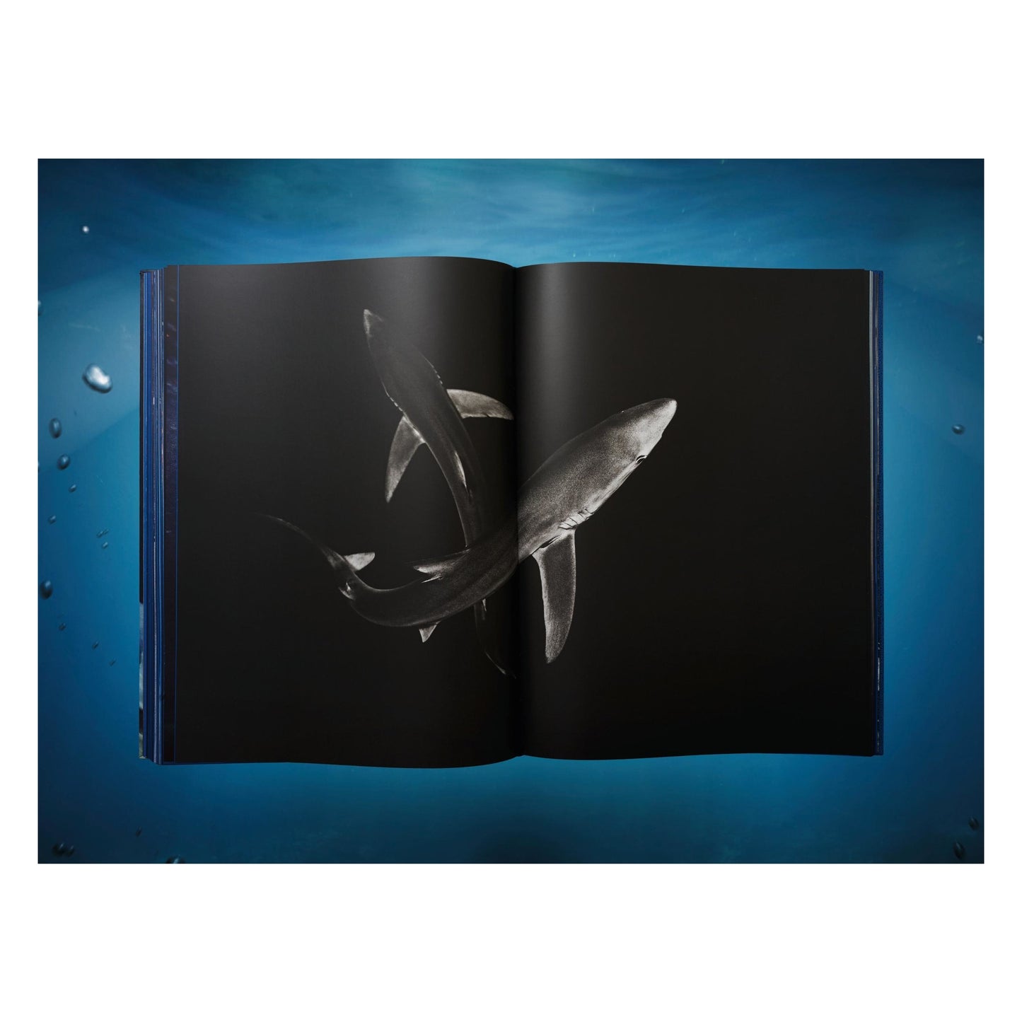 Michael Muller. Sharks, Art Edition No. 101–200 ‘Under Study’ (English) (AP)