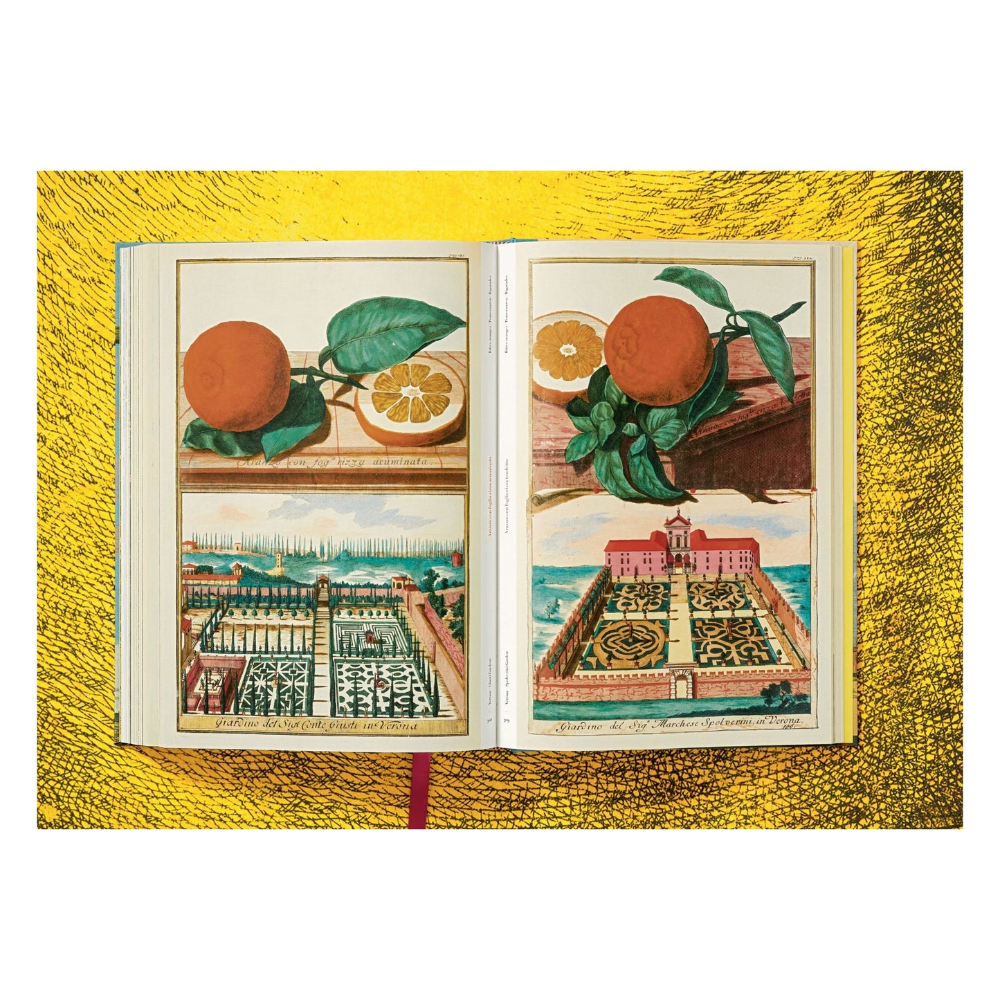 J. C. Volkamer. The Book of Citrus Fruits (German, French, English)