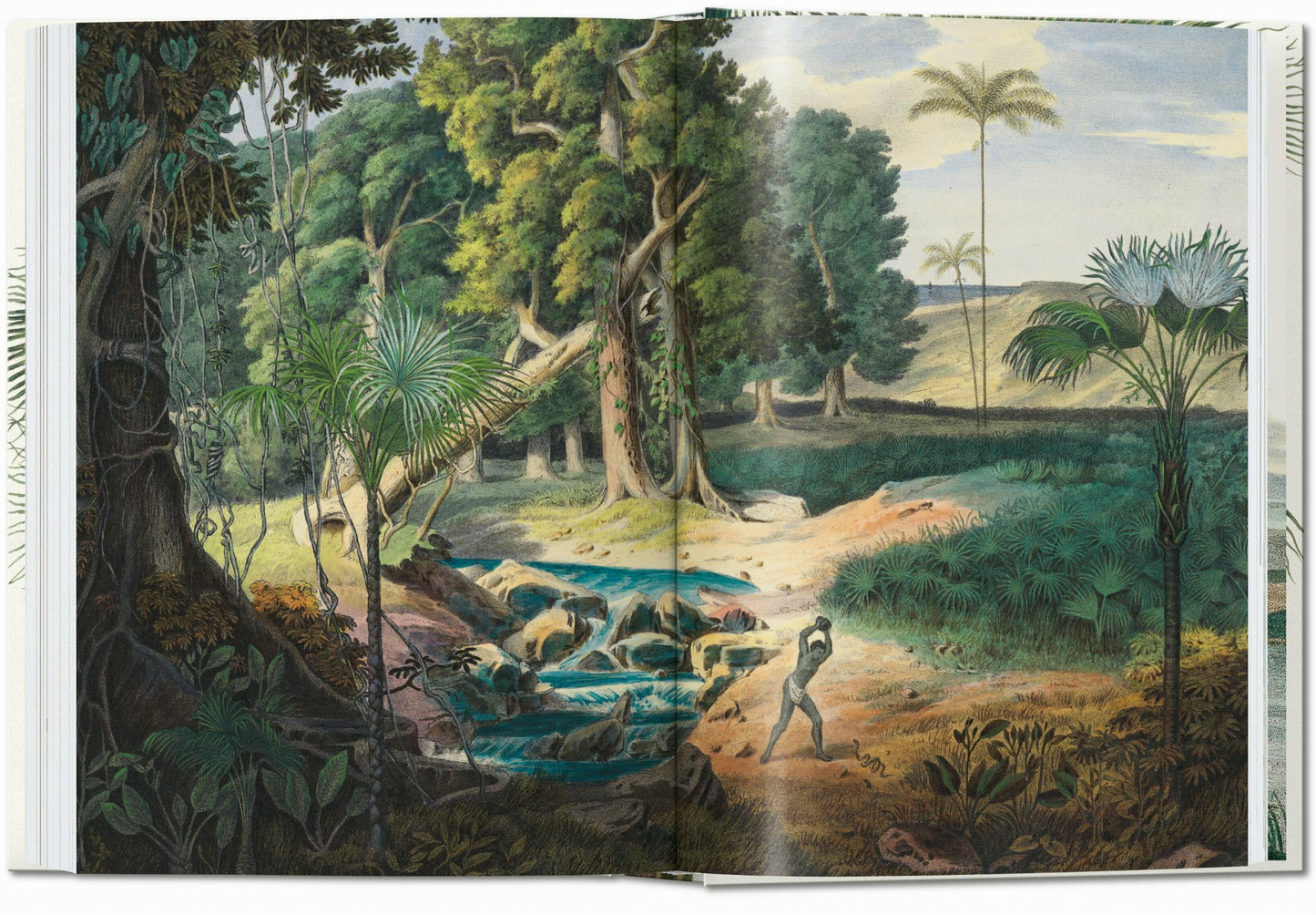 Martius. The Book of Palms. 45th Ed. (German, French, English)