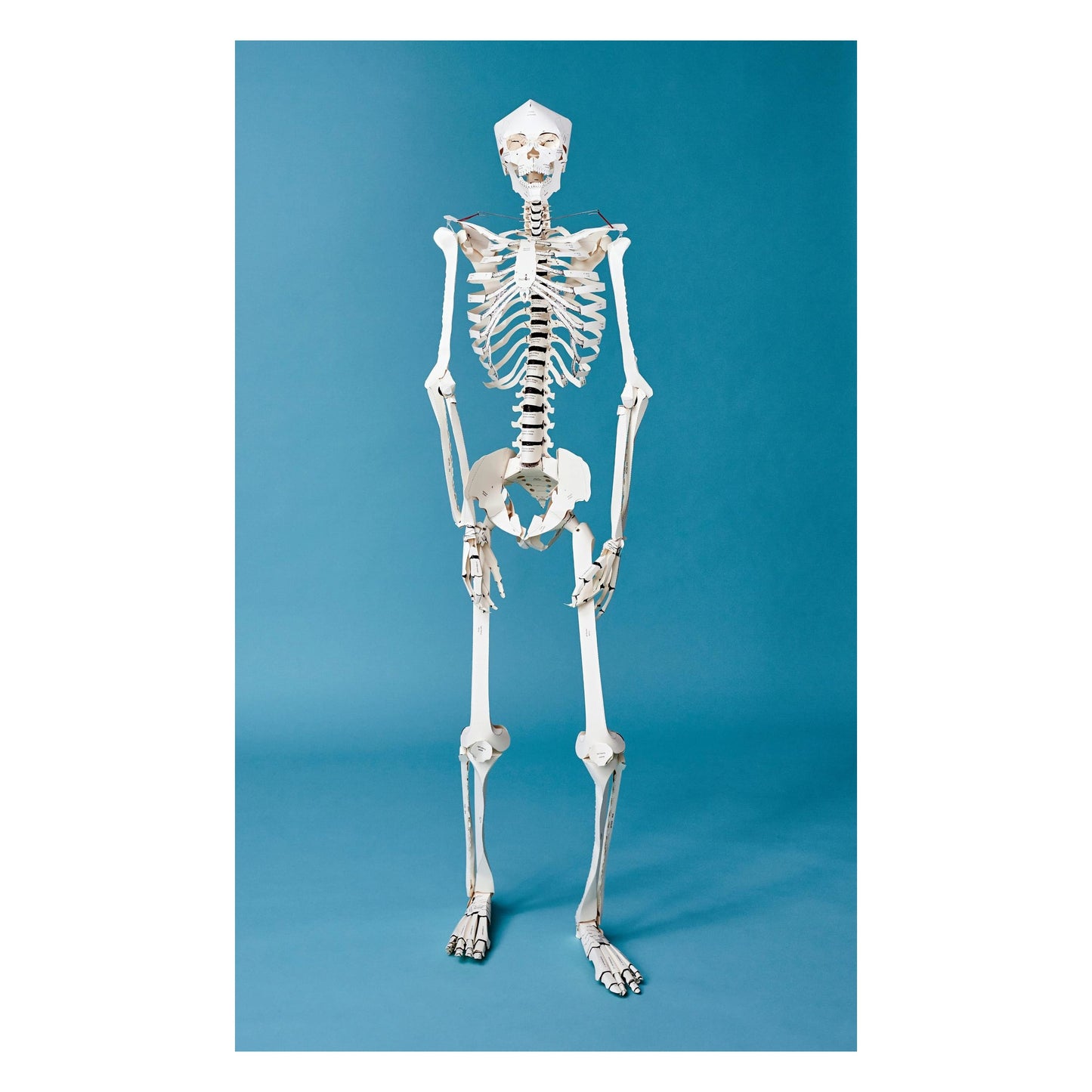 Build Your Own Human Skeleton (German, Spanish, French, English, Italian)