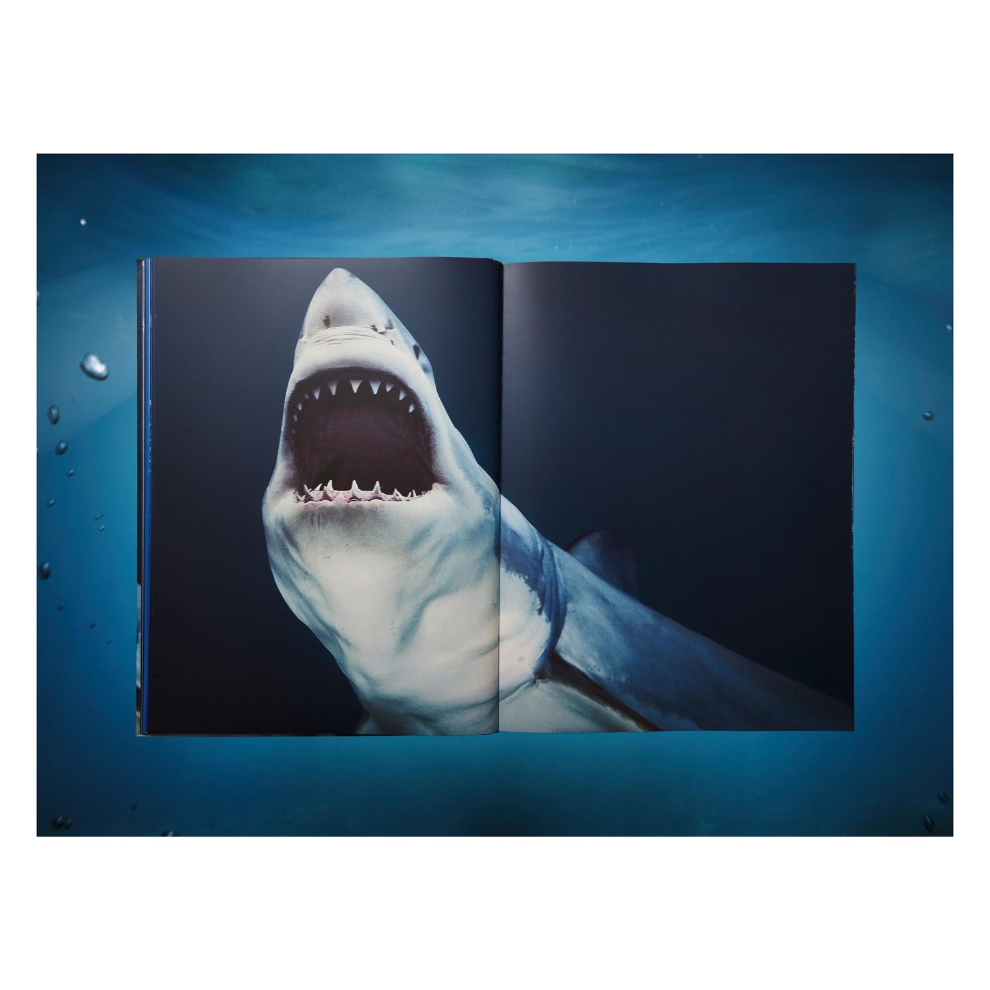 Michael Muller. Sharks, Art Edition No. 101–200 ‘Under Study’ (English) (AP)