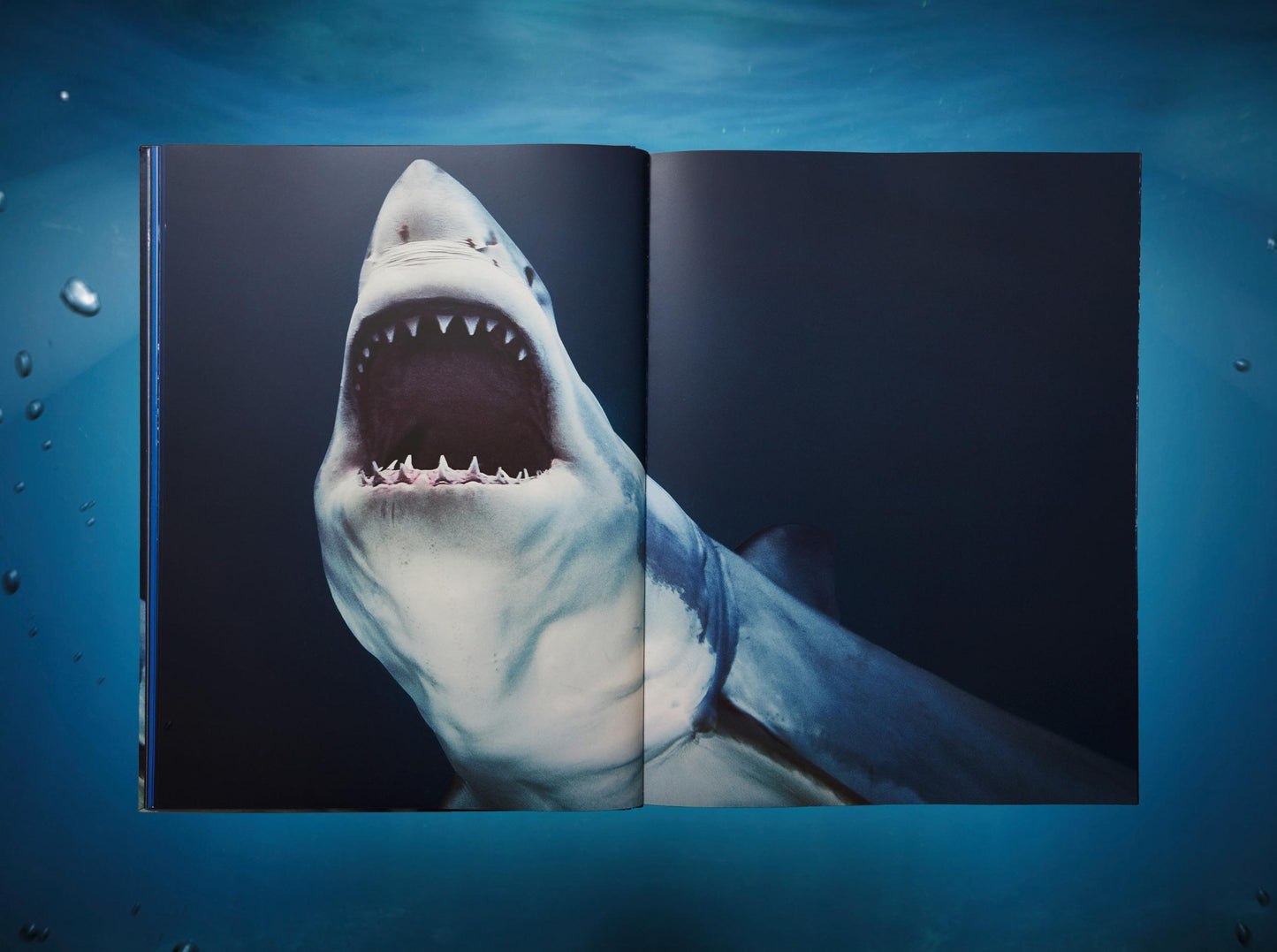 Michael Muller. Sharks, Art Edition No. 101–200 ‘Under Study’ (English)