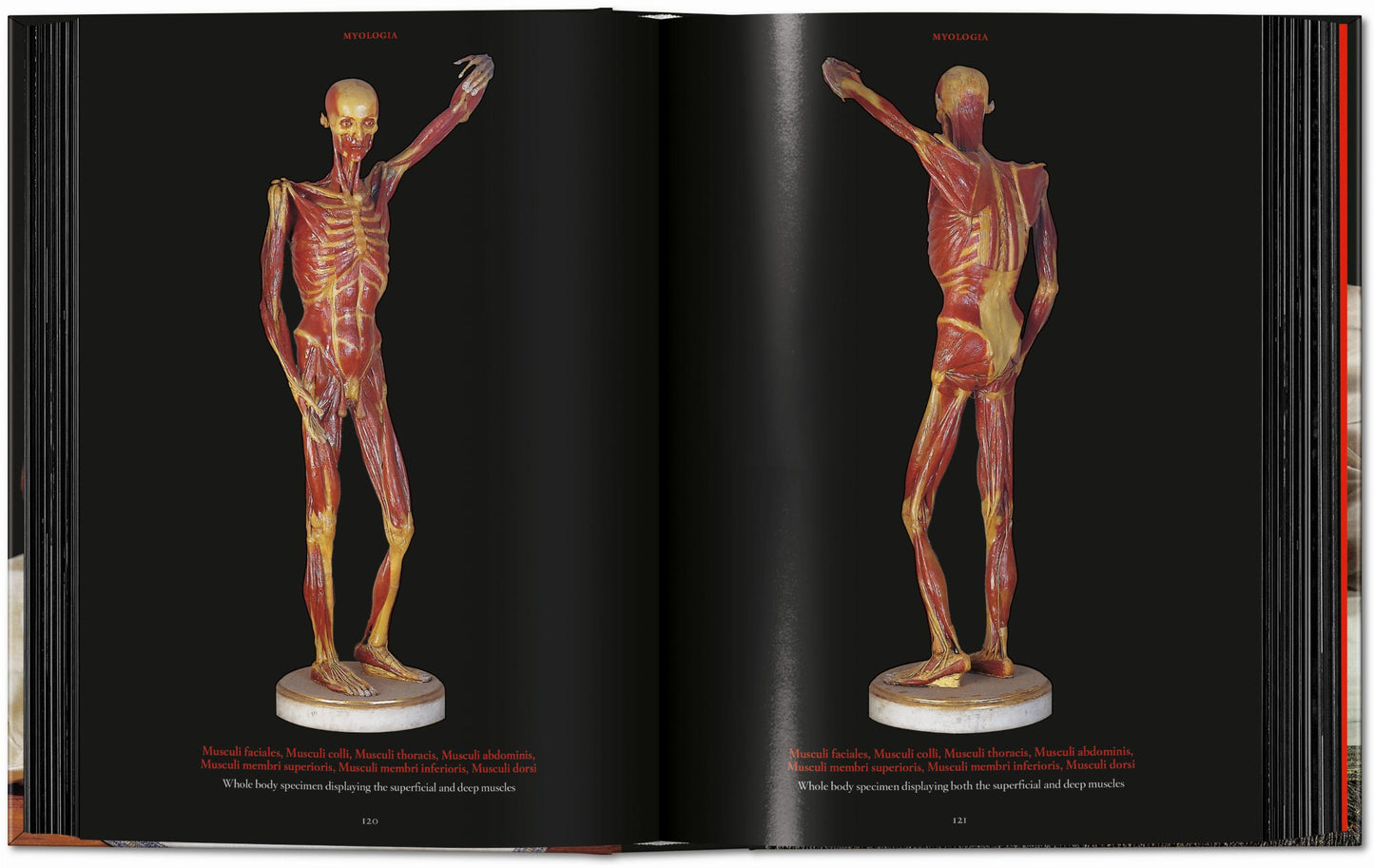 Anatomical Waxes. 45th Ed. (German, French, English)