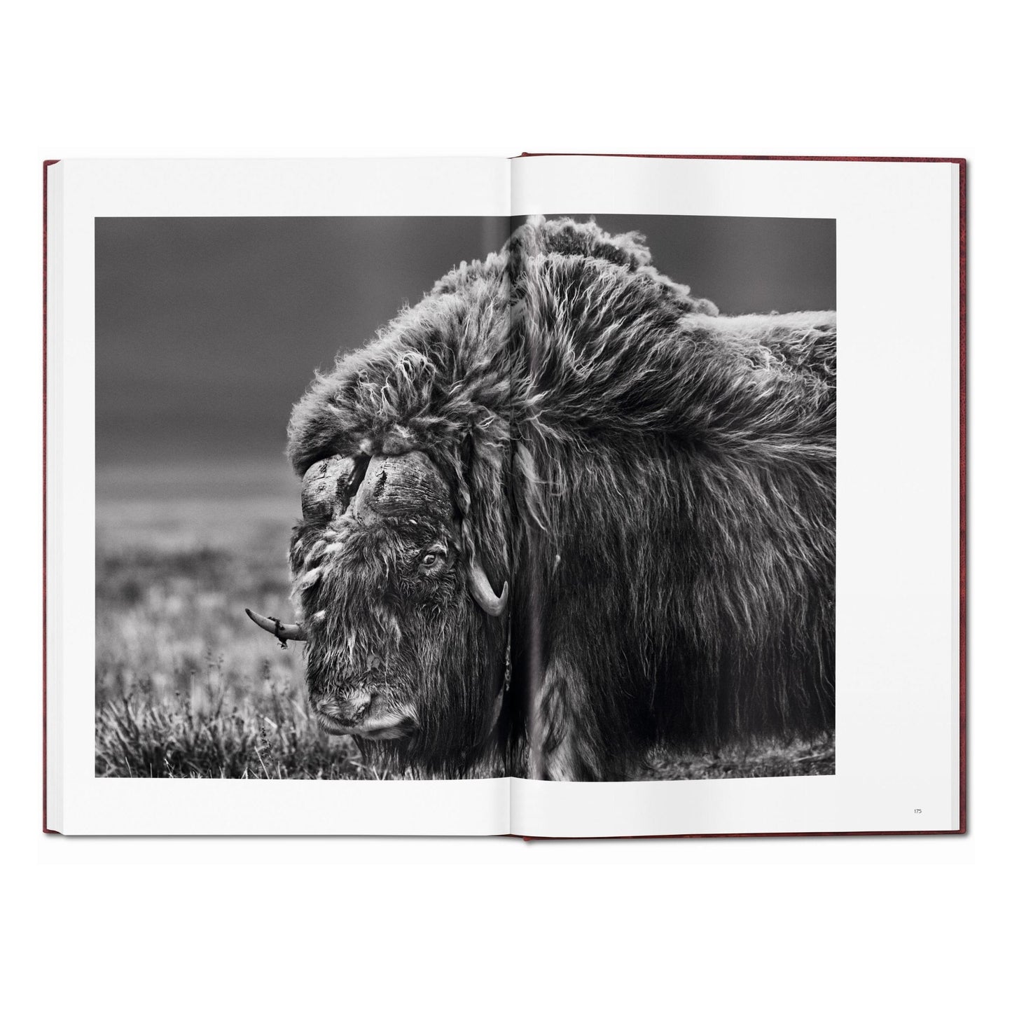 Sebastião Salgado. Genesis. Art Edition No. 101–200 ‘North of the Ob River, Yamal Peninsula, Siberia, Russia’ (English)