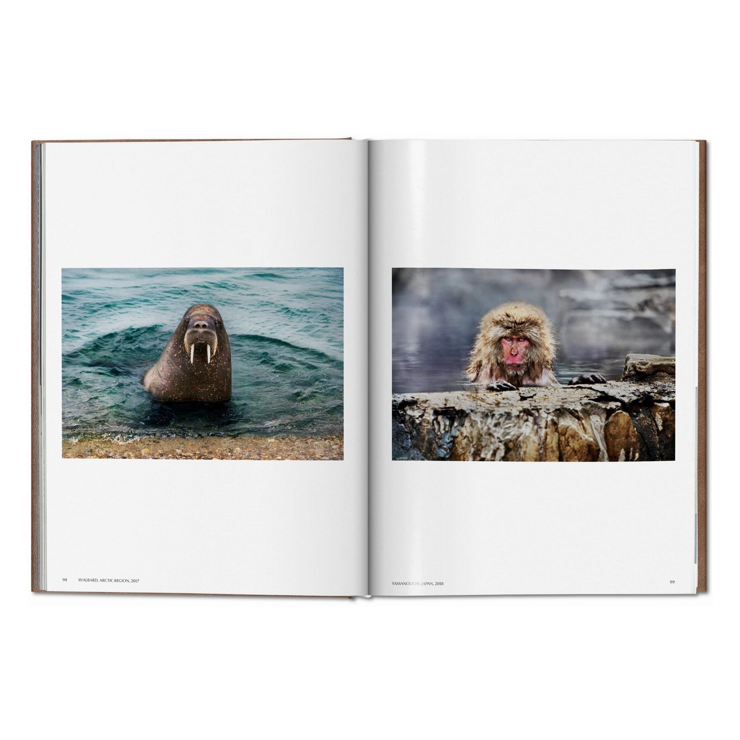 McCurry, Animals, Art B, Chennai (German, French, English) (AP)