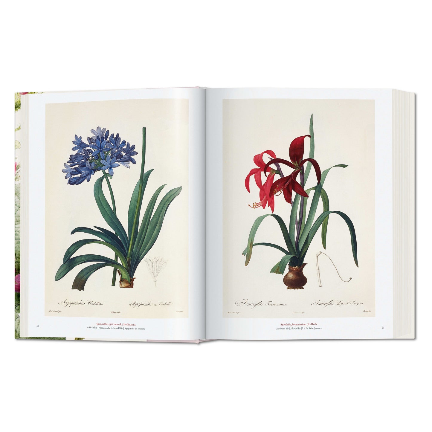 Redouté. El libro de las flores (Spanish, English, Italian)