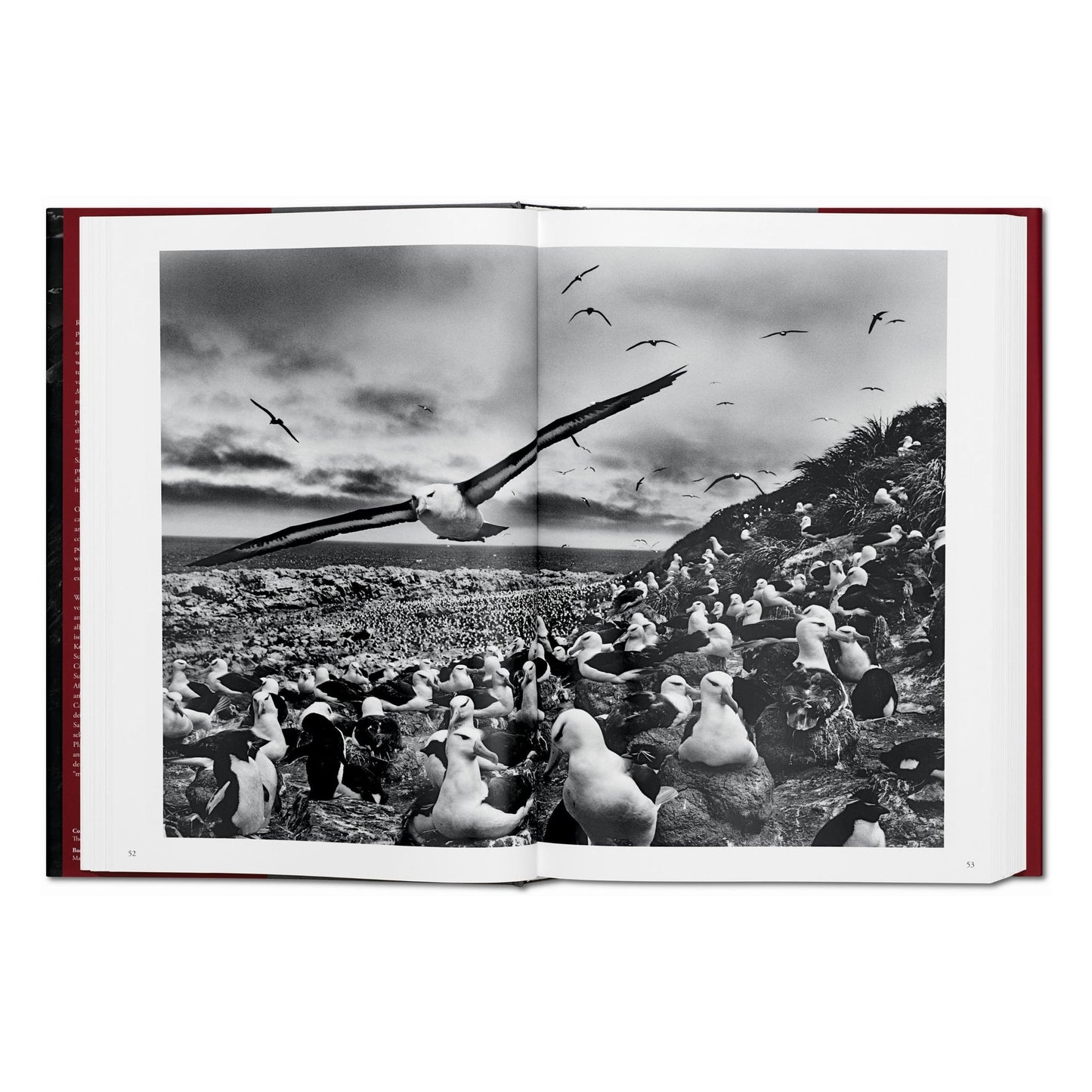 Sebastião Salgado. Genesis (French)