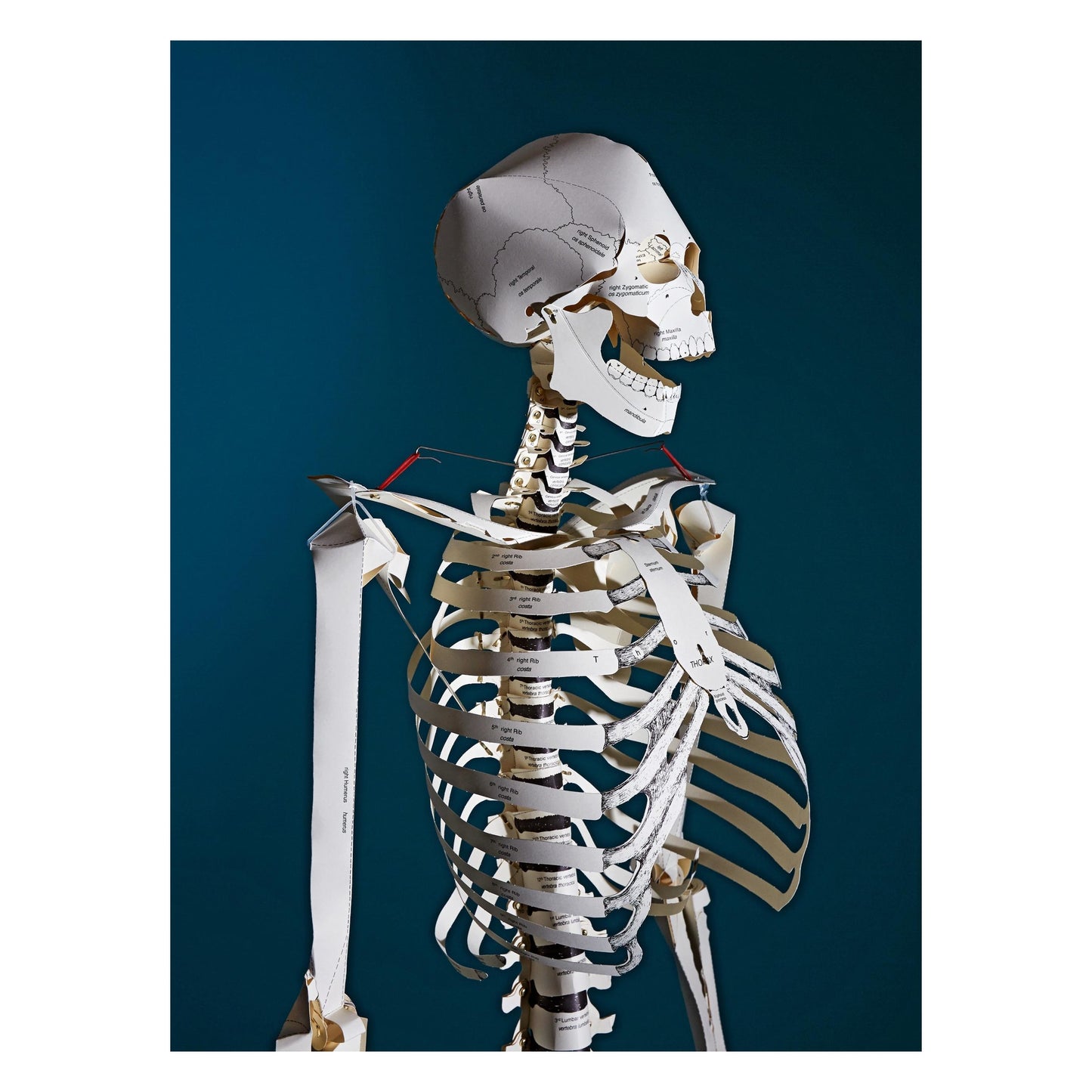 Build Your Own Human Skeleton (German, Spanish, French, English, Italian)