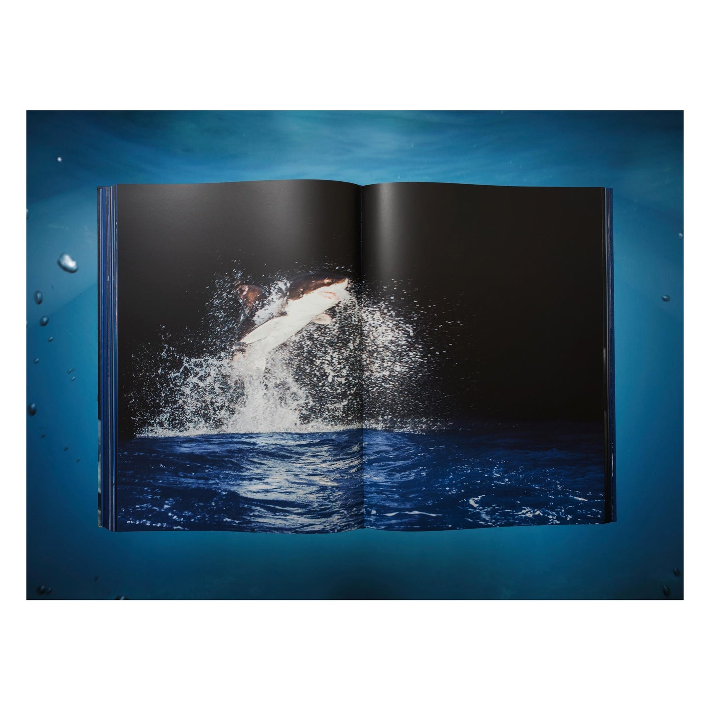 Michael Muller. Sharks, Art Edition No. 1–100 ‘Tear You Apart’ (English)