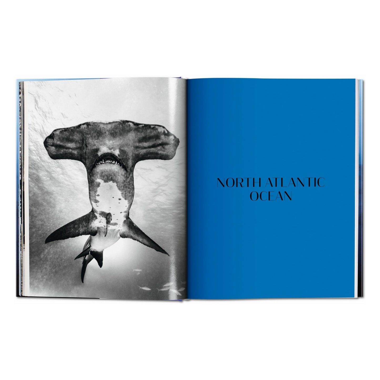 Michael Muller. Sharks (English)