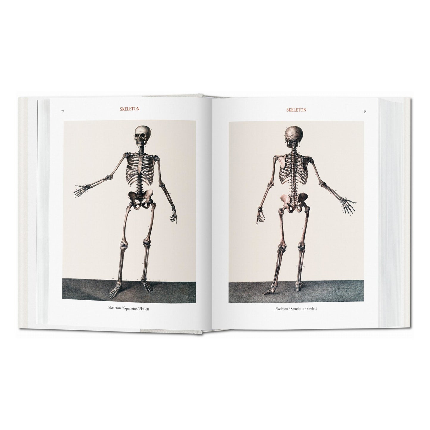 Bourgery. Atlas de anatomía humana y cirugía (Spanish, Italian, Portuguese)