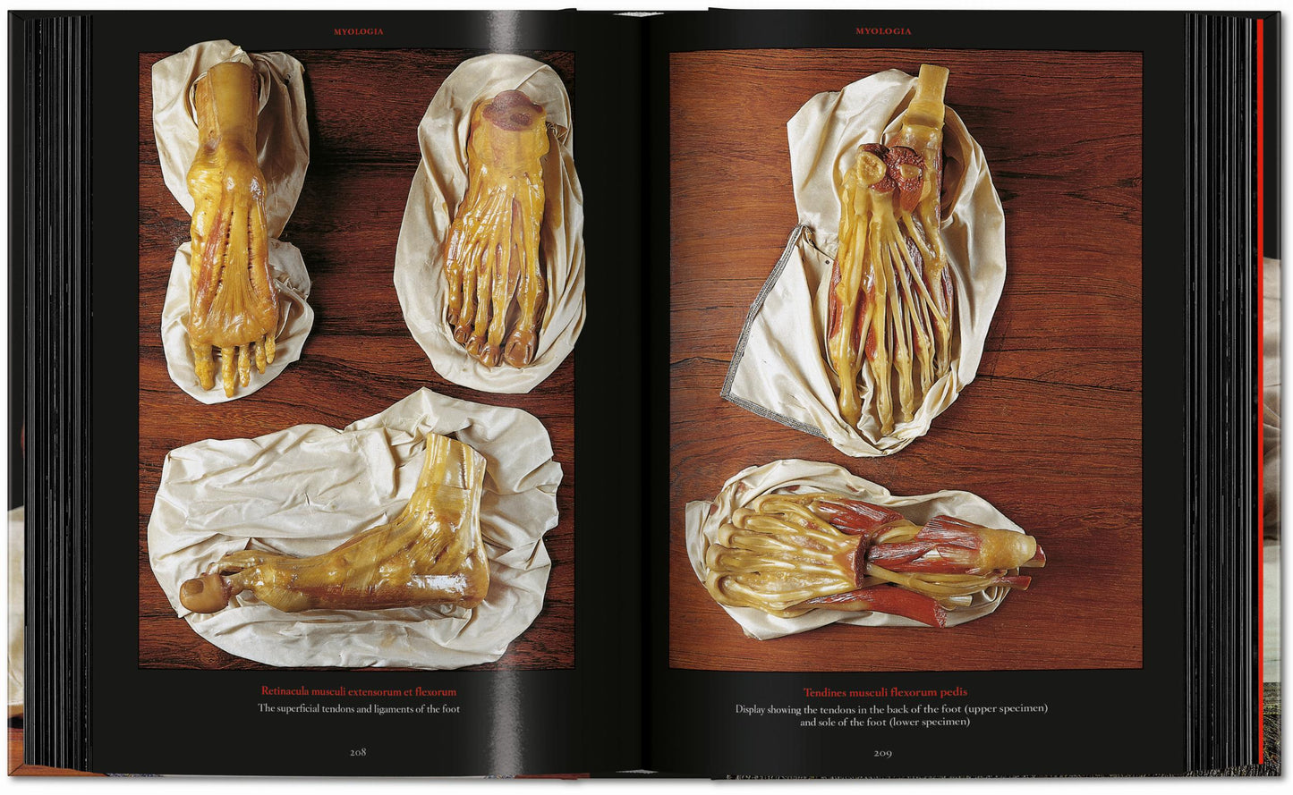 Anatomical Waxes. 45th Ed. (German, French, English)