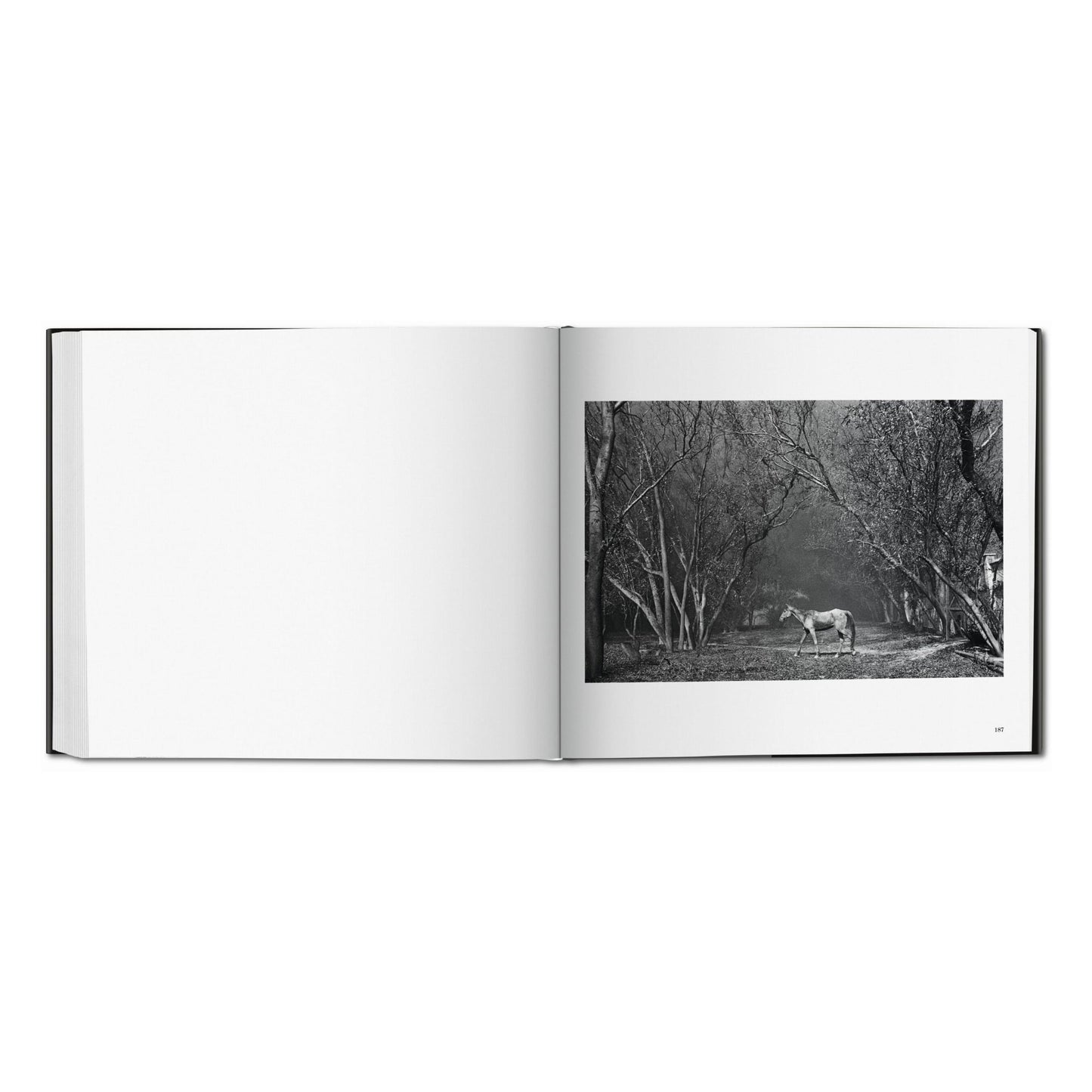 Sebastião Salgado. Kuwait. A Desert on Fire (Spanish, Italian, Portuguese)