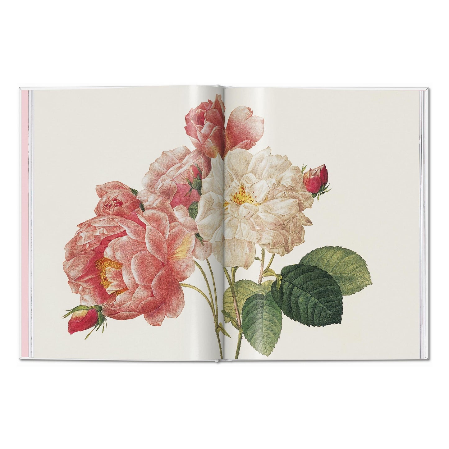 Redouté. Roses (Spanish, English, Italian)