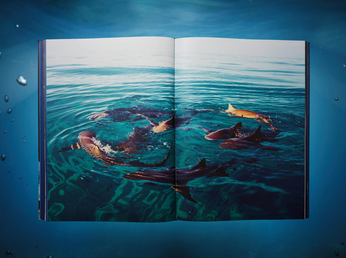 Michael Muller. Sharks, Art Edition No. 101–200 ‘Under Study’ (English) (AP)