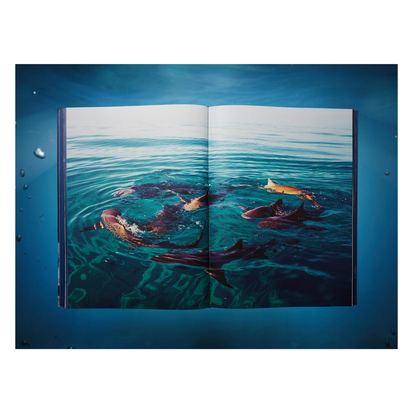 Michael Muller. Sharks, Art Edition No. 1–100 ‘Tear You Apart’ (English) (AP)