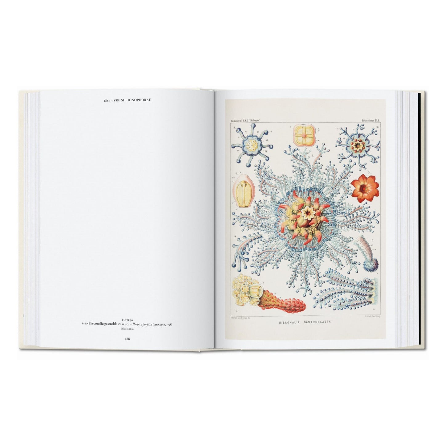 Ernst Haeckel. Kunst und Wissenschaft. 45th Ed. (German)