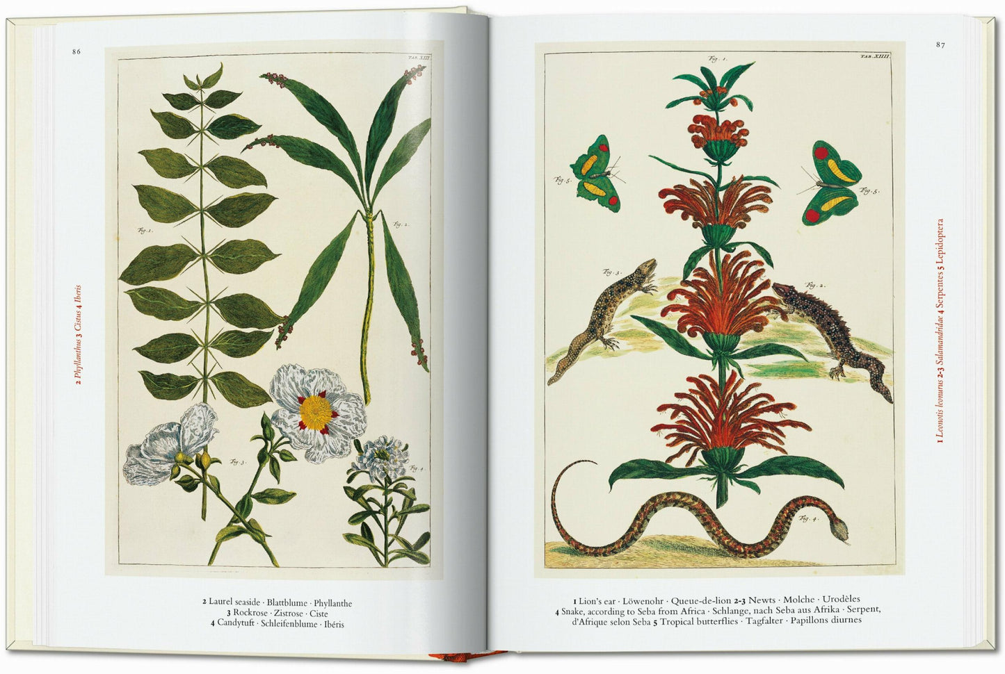 Seba. Cabinet of Natural Curiosities. 40th Ed. (German, French, English)