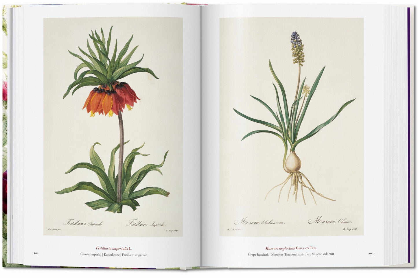 Redouté. The Book of Flowers. 40th Ed. (German, French, English)