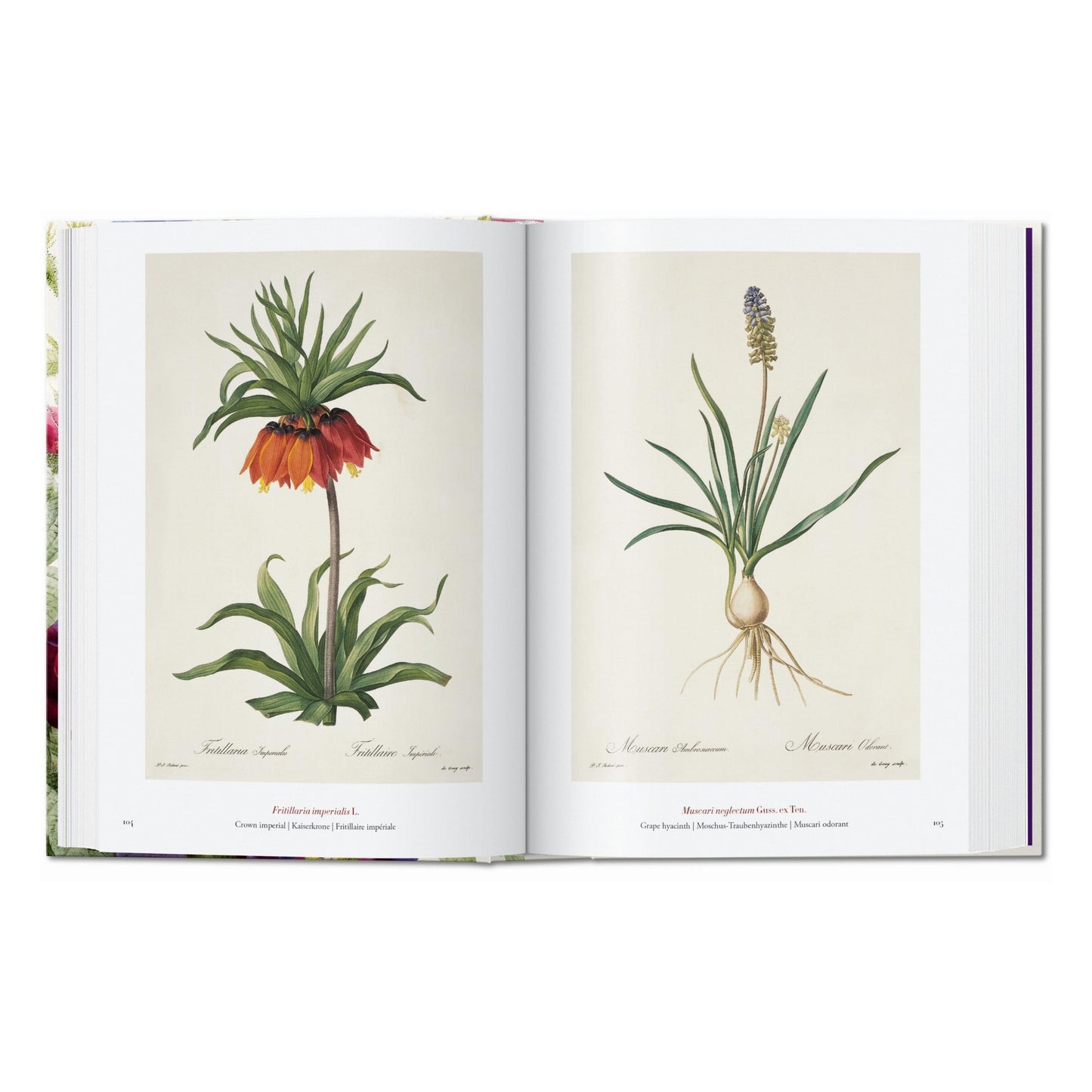 Redouté. El libro de las flores. 45th Ed. (Spanish, English, Italian)