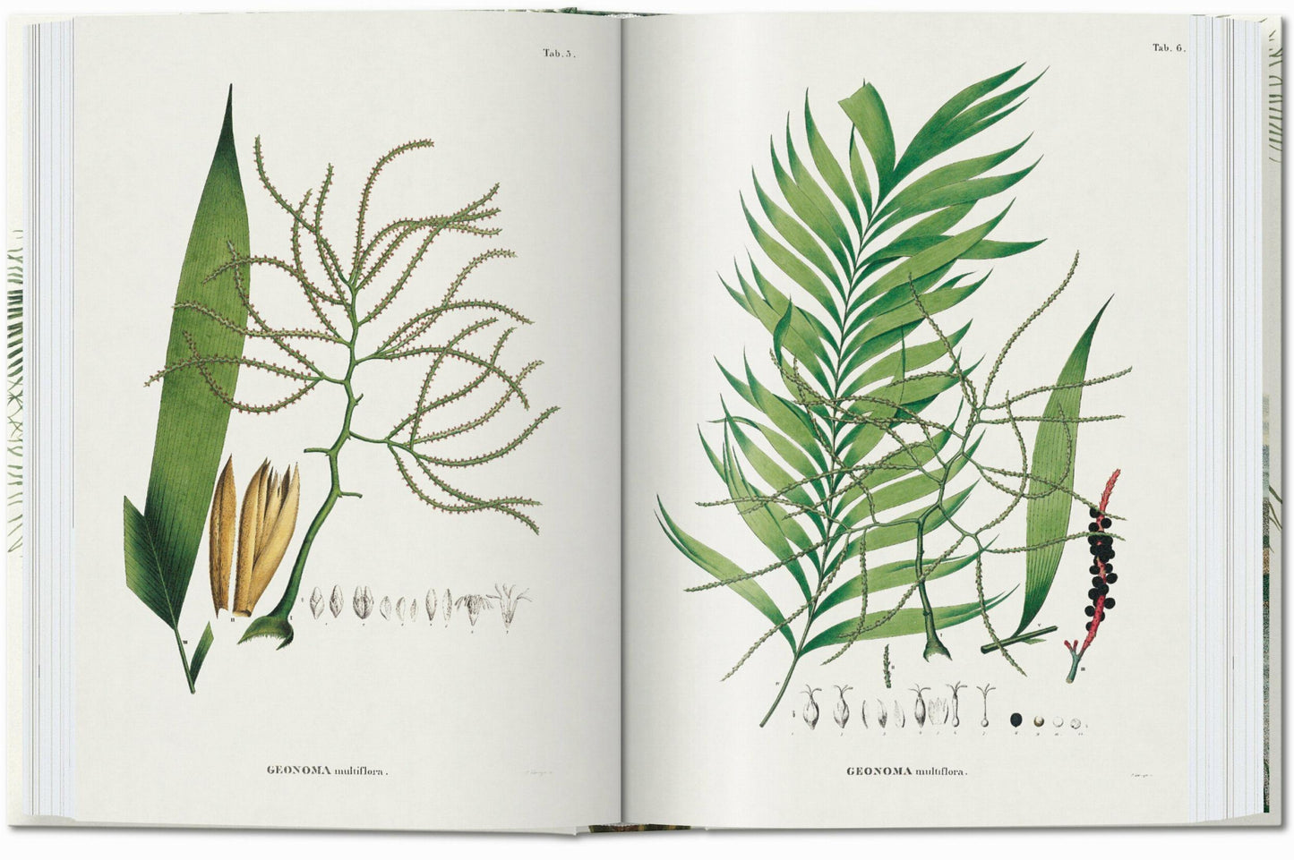 Martius. The Book of Palms. 45th Ed. (German, French, English)