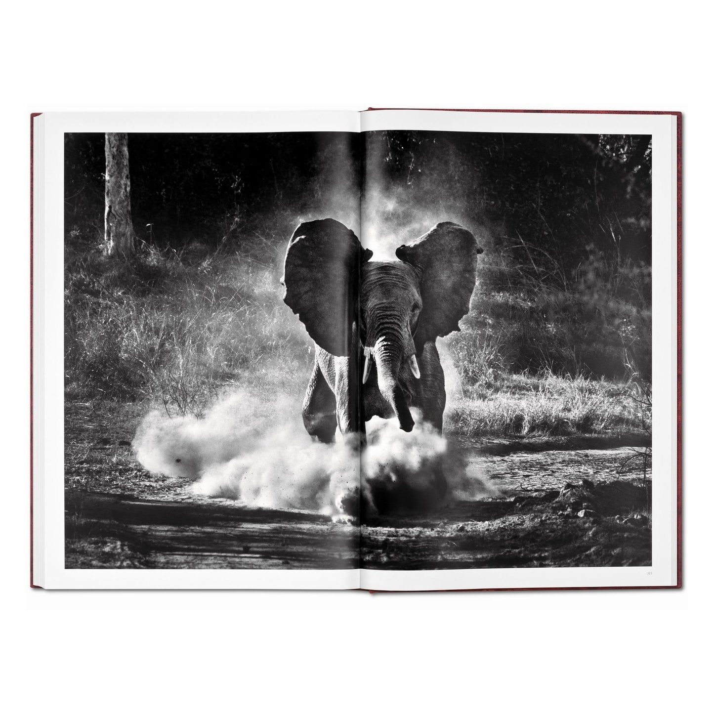 Sebastião Salgado. GENESIS, Art Edition No. 301–400 ‘Marine Iguana, Galápagos, Ecuador’ (English) (AP)