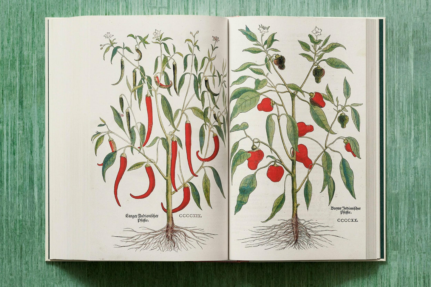 Leonhart Fuchs. Das New Kreüterbuch (German)