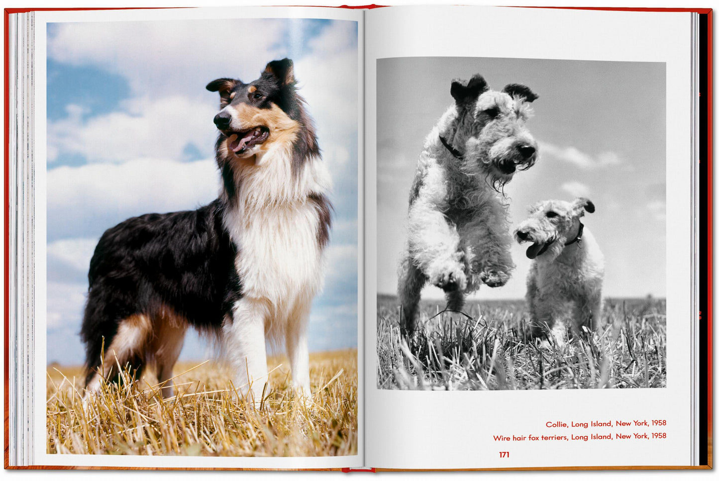Walter Chandoha. Dogs. Photographs 1941–1991 (English)