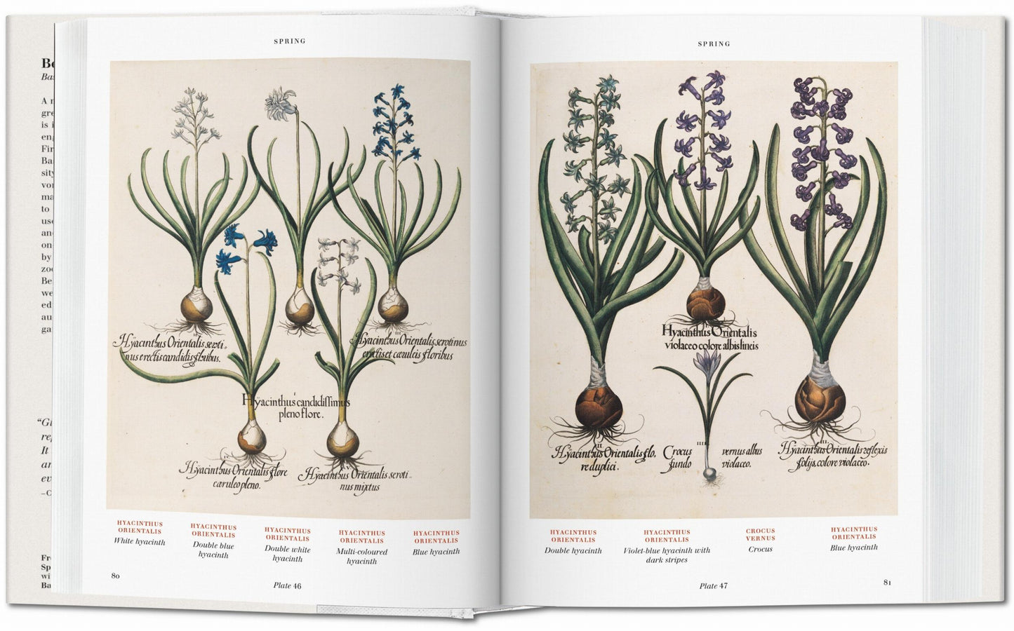 Basilius Besler. Der Garten von Eichstätt. Hortus Eystettensis (German)