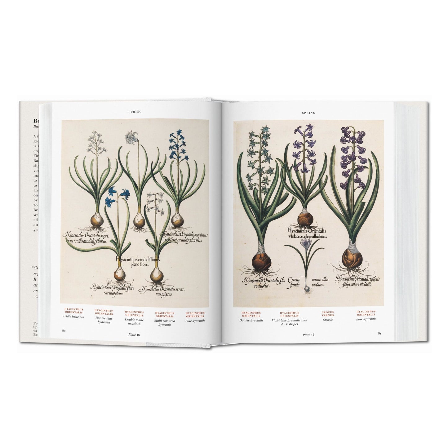 Basilius Besler. L'Herbier. Hortus Eystettensis (French)