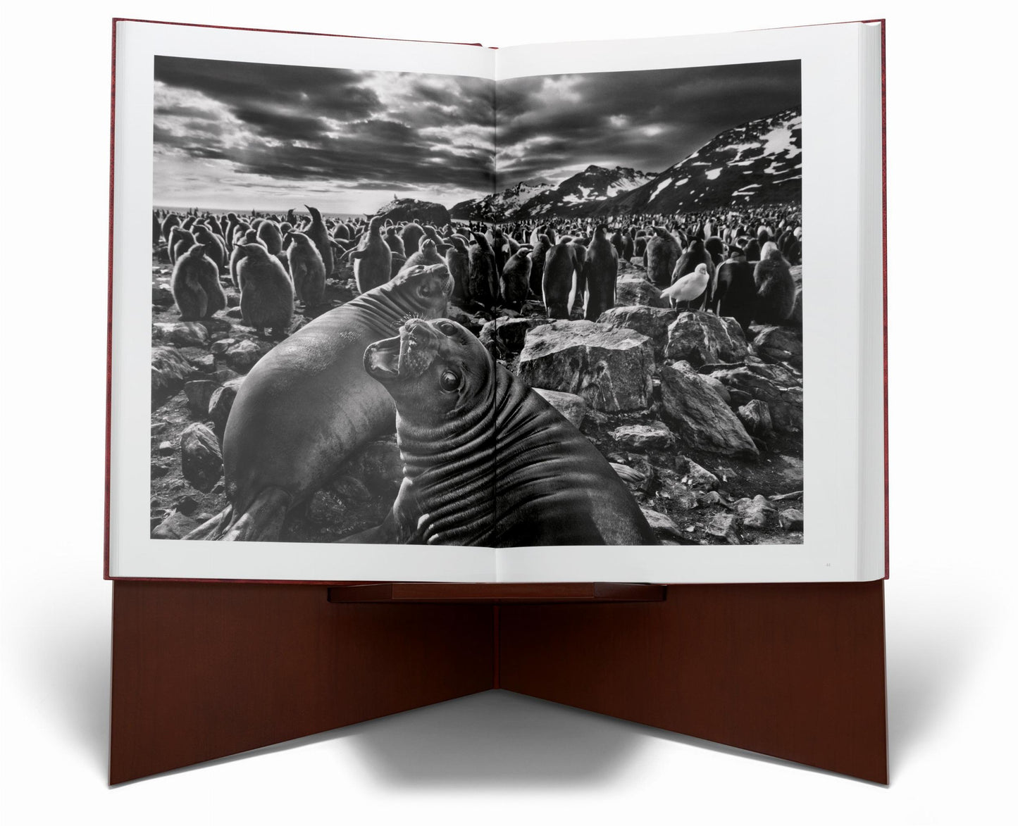 Sebastião Salgado. Genesis. Art Edition No. 201–300 ‘Black-Browed Albatrosses, Falkland Islands’ (English)