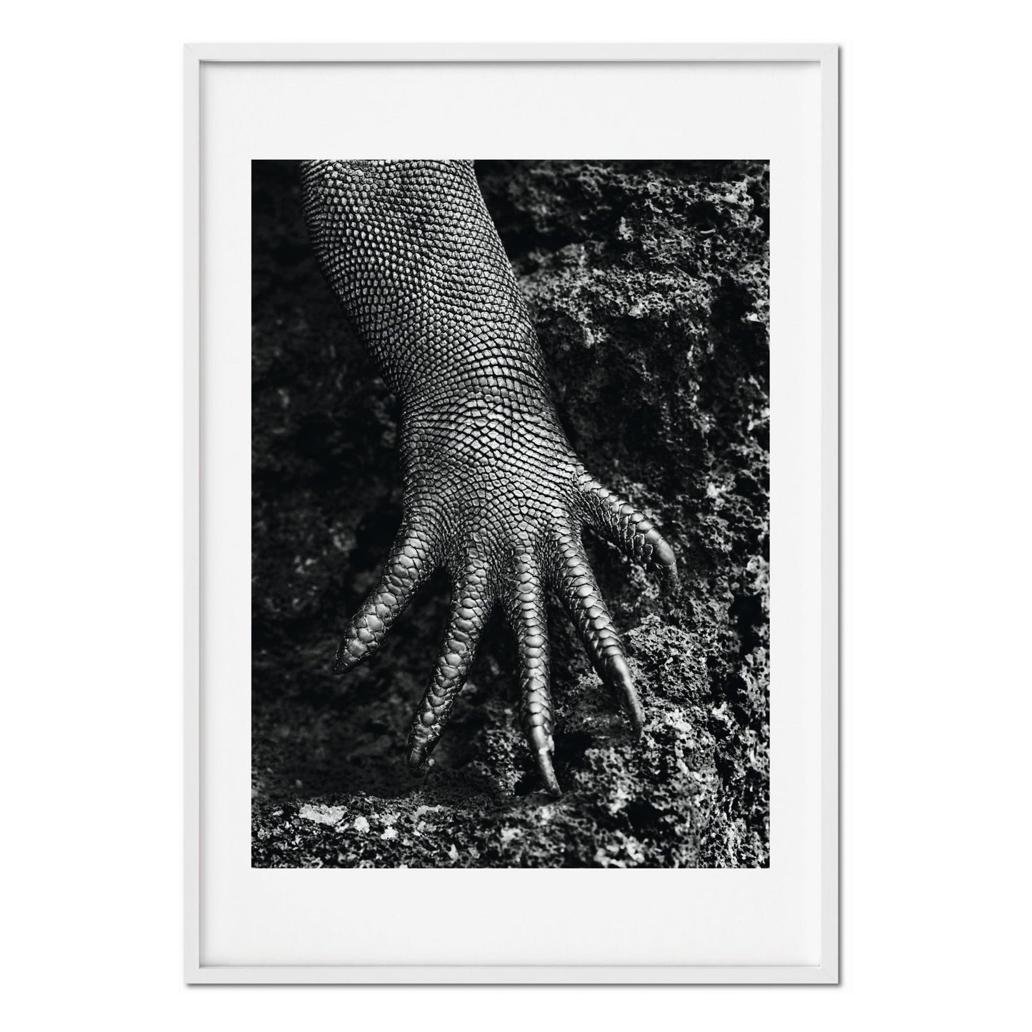 Sebastião Salgado. GENESIS, Art Edition No. 301–400 ‘Marine Iguana, Galápagos, Ecuador’ (English) (AP)