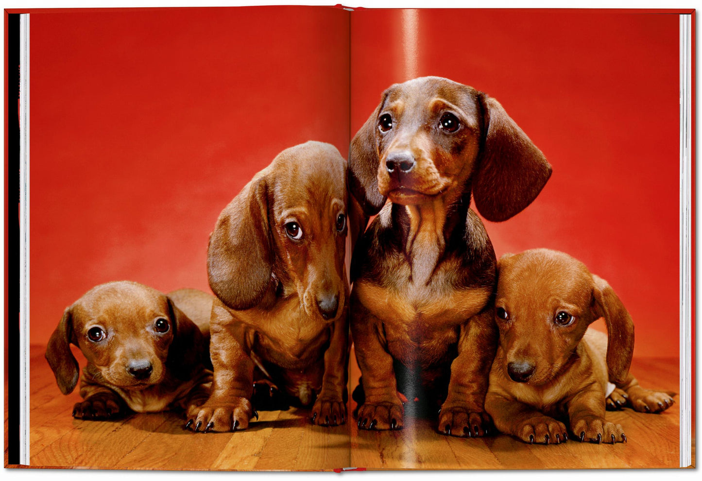 Walter Chandoha. Dogs. Photographs 1941–1991 (English)
